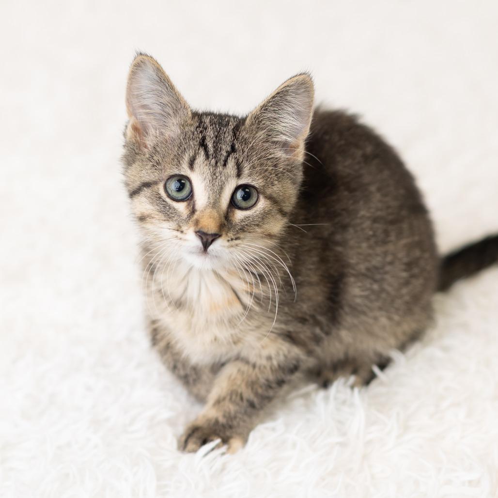 Pixi Stix, a Adoptable Domestic Short Hair in St. Paul, MN image 6/6