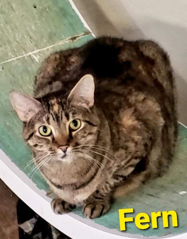 FERN, a Adoptable Domestic Short Hair in Macon, GA image 3/6