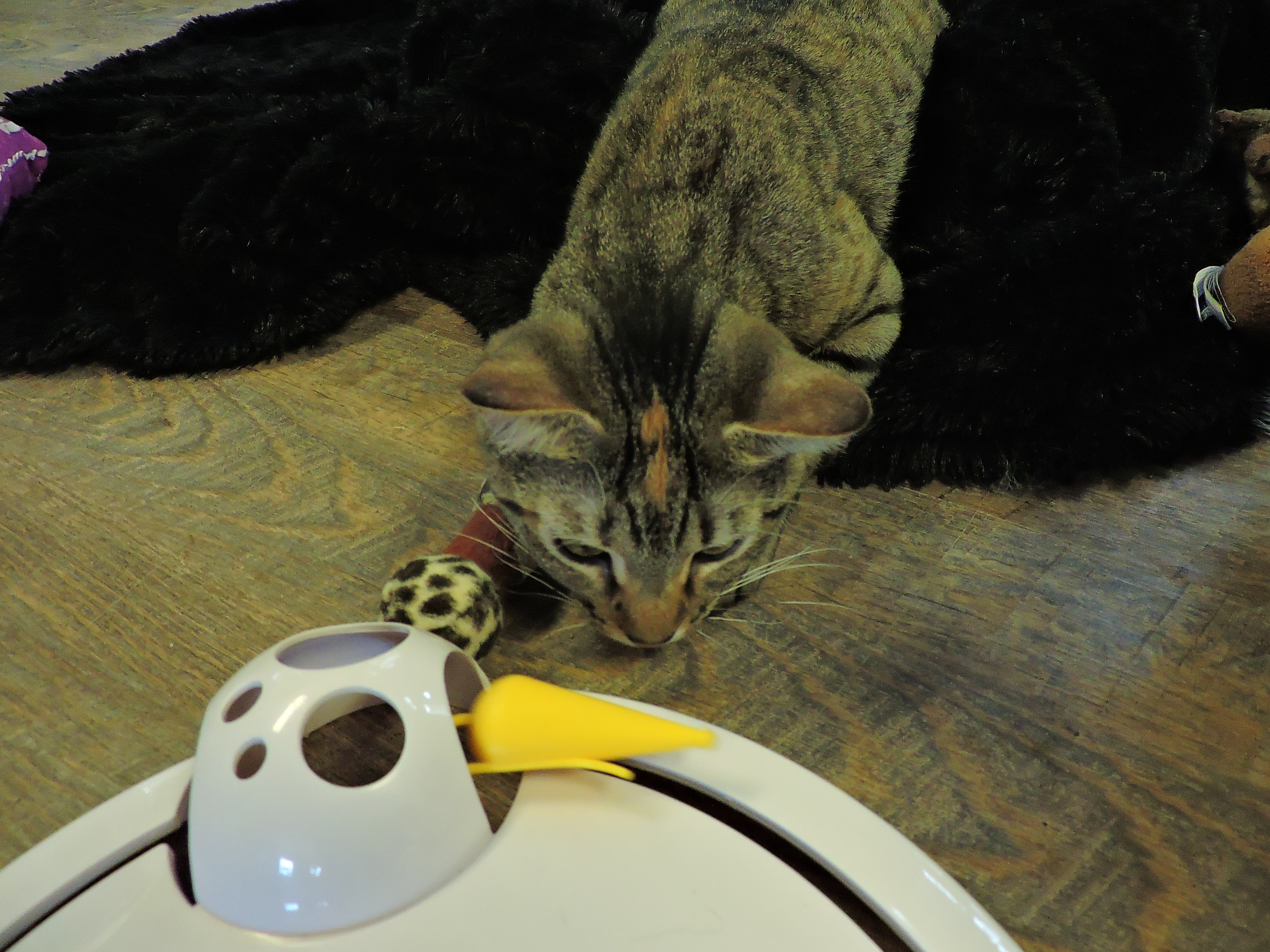 FERN, a Adoptable Domestic Short Hair in Macon, GA image 4/6