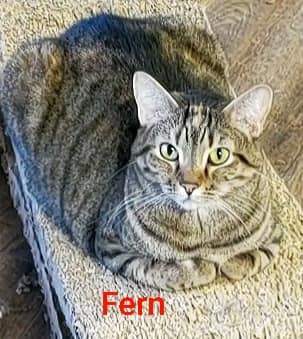 FERN photo 4