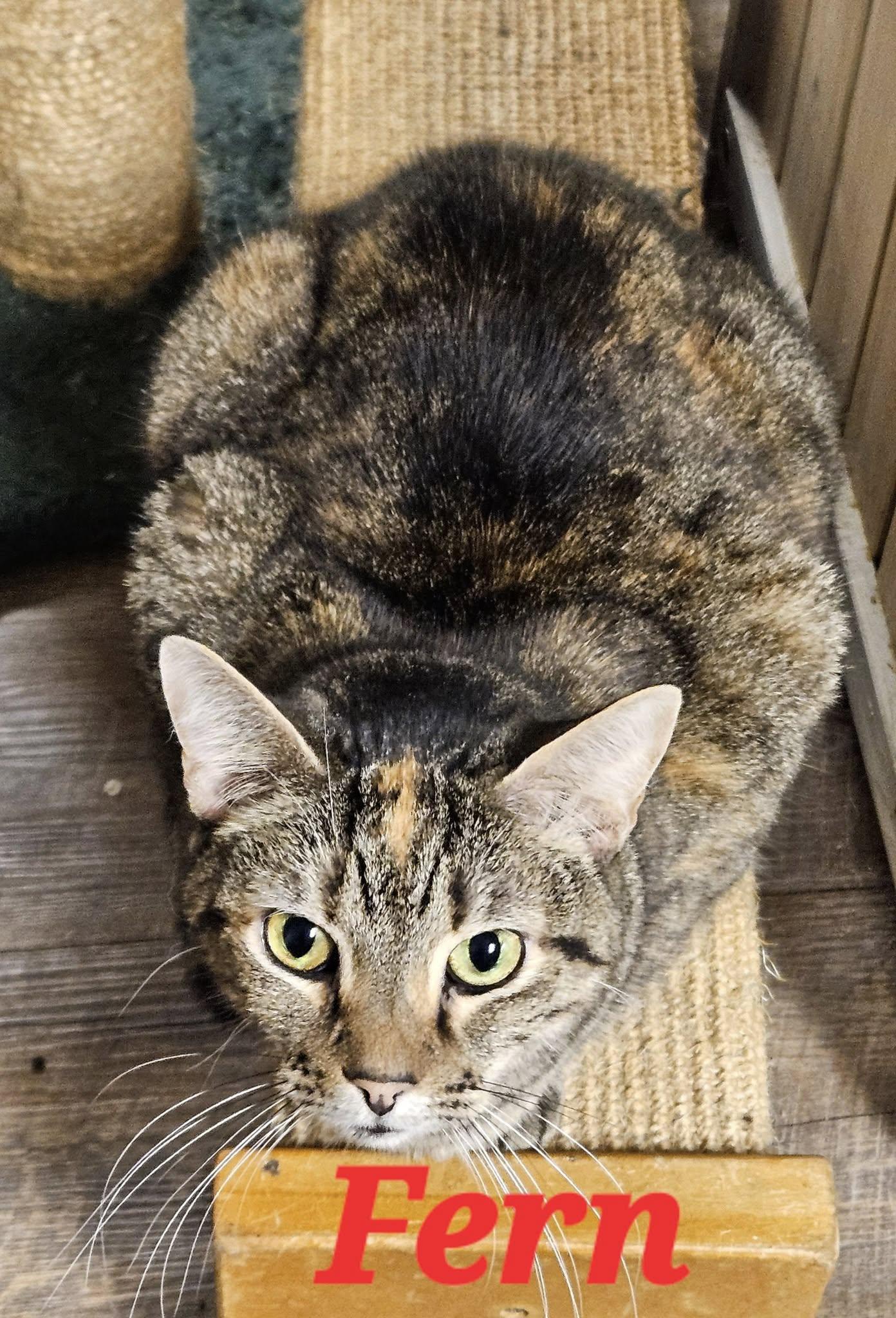 FERN, a Adoptable Domestic Short Hair in Macon, GA image 1/6