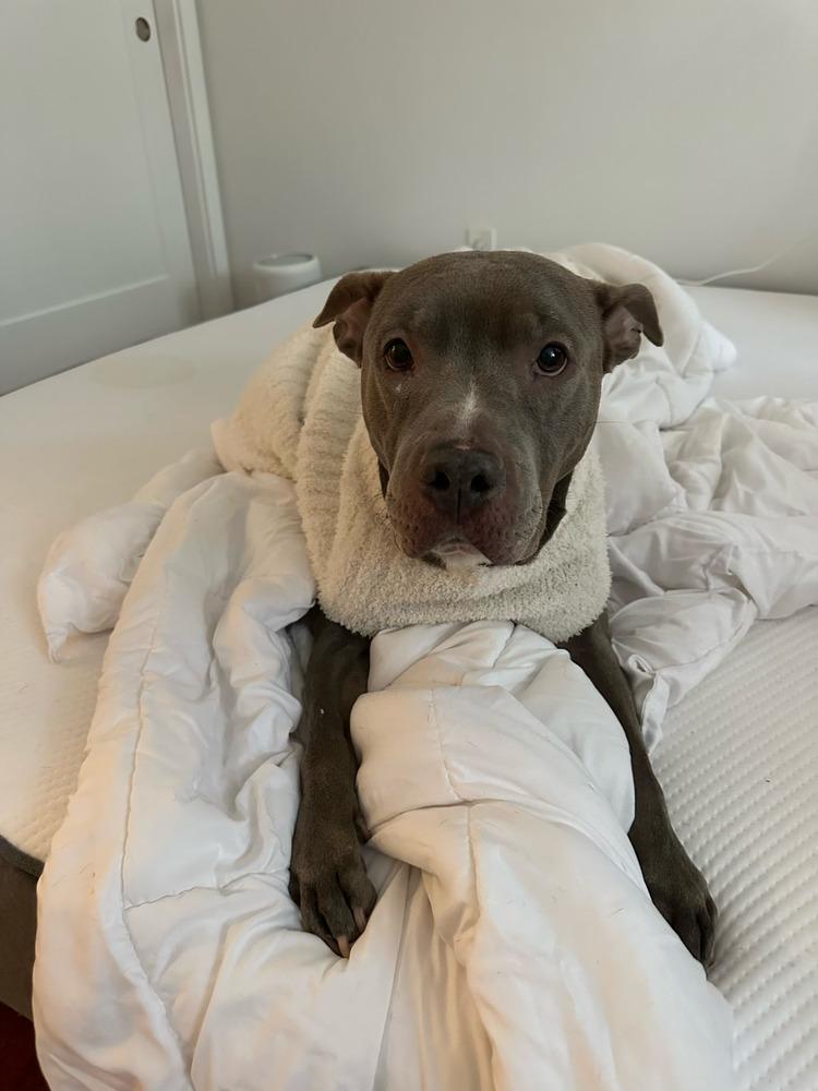 Sheena, Adoptable, Adult Female Mixed Breed.