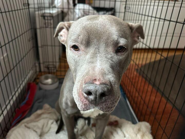 Enlarge Sheena, a Adoptable mixed breed in New York, NY image 2/6