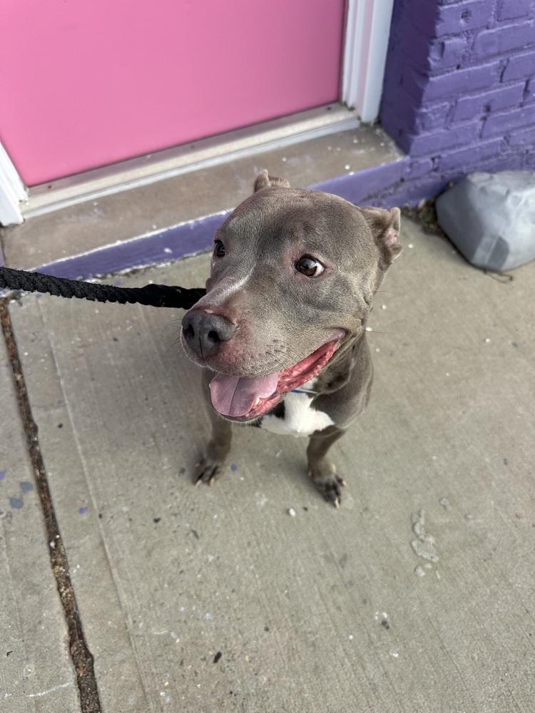 Enlarge Sheena, a Adoptable mixed breed in New York, NY image 3/6