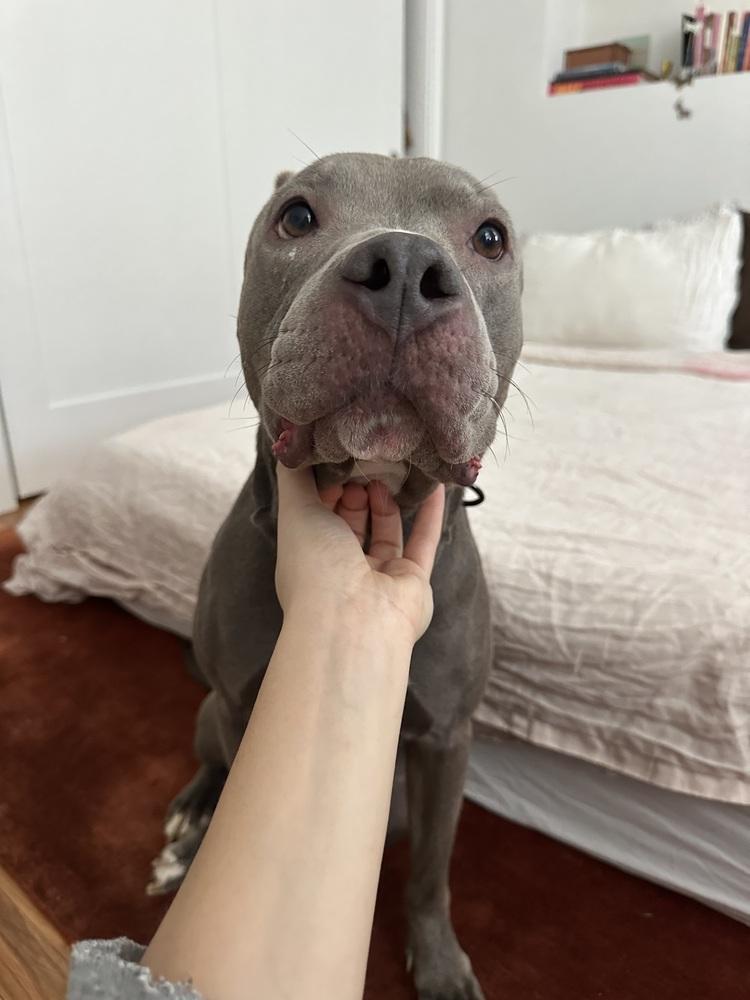 Enlarge Sheena, a Adoptable mixed breed in New York, NY image 4/6