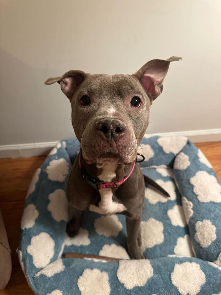 Enlarge Sheena, a Adoptable mixed breed in New York, NY image 5/6