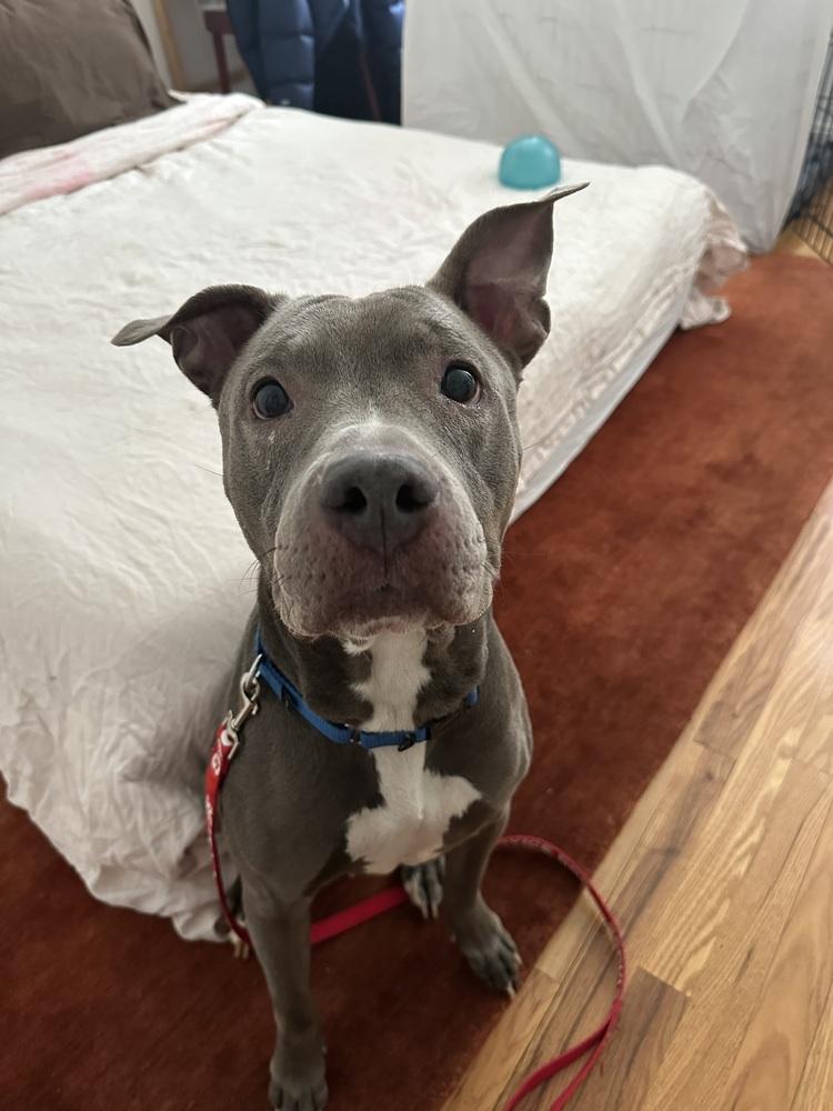 Enlarge Sheena, a Adoptable mixed breed in New York, NY image 6/6