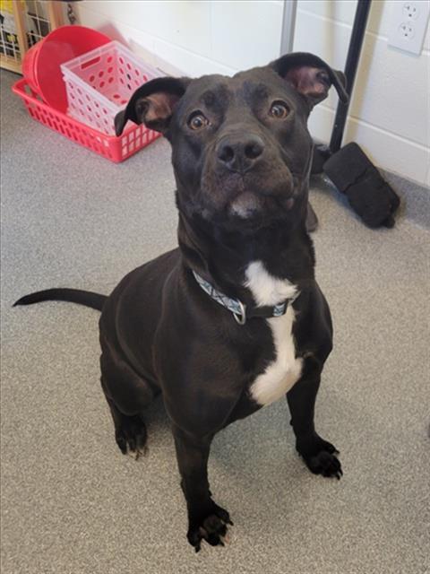 ROBERT, Adoptable, Young Male Pit Bull Terrier & Mixed Breed.