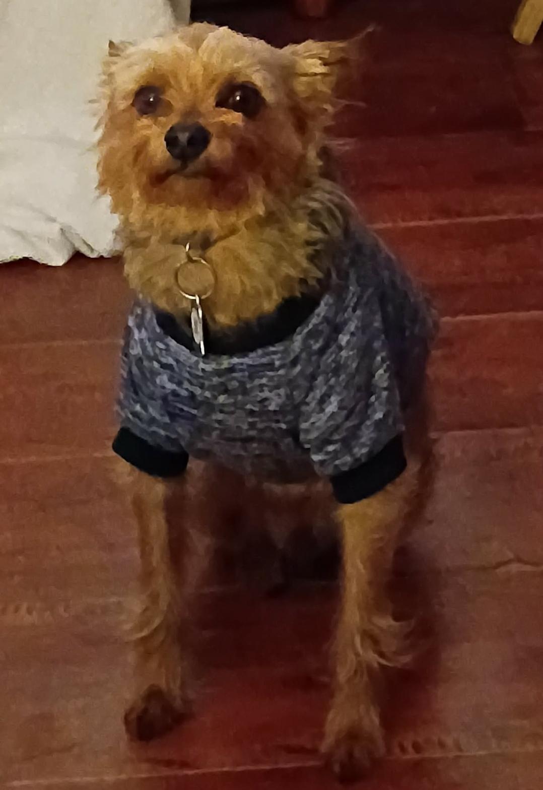 Jack Jack, ADOPTABLE, Adult Male Yorkshire Terrier.