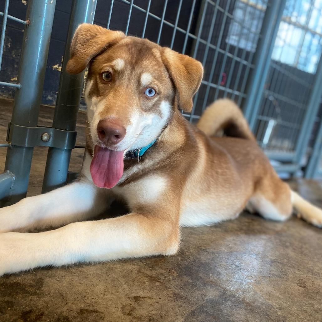 Walleye, Adoptable, Adult Male Husky & Dutch Shepherd.