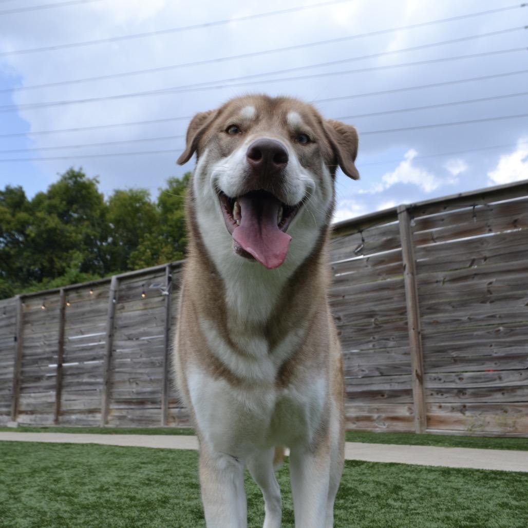 Enlarge Walleye, a Adoptable mixed breed in Glenwood Springs, CO image 4/6