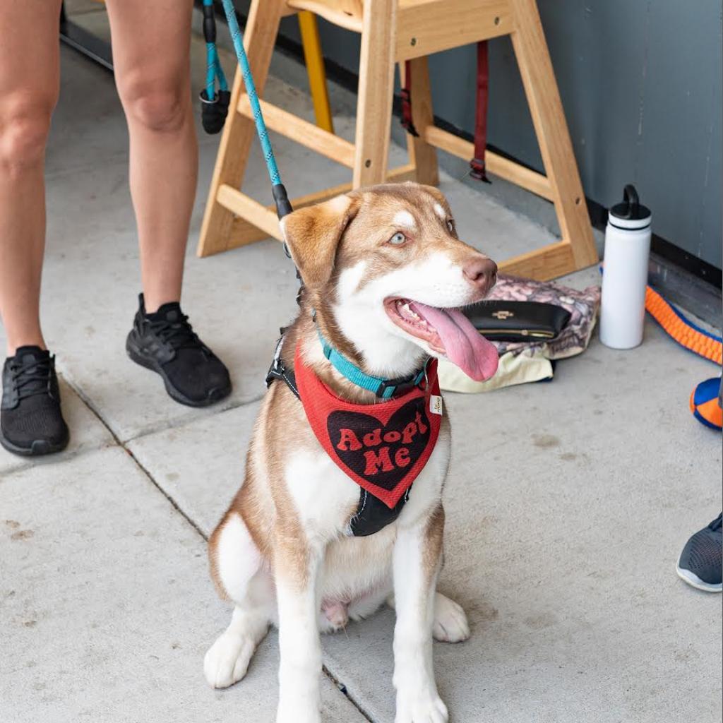 Enlarge Walleye, a Adoptable mixed breed in Glenwood Springs, CO image 5/6