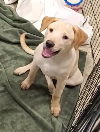Odin, a ADOPTABLE mixed breed in Chesterfield, MO image 2/2