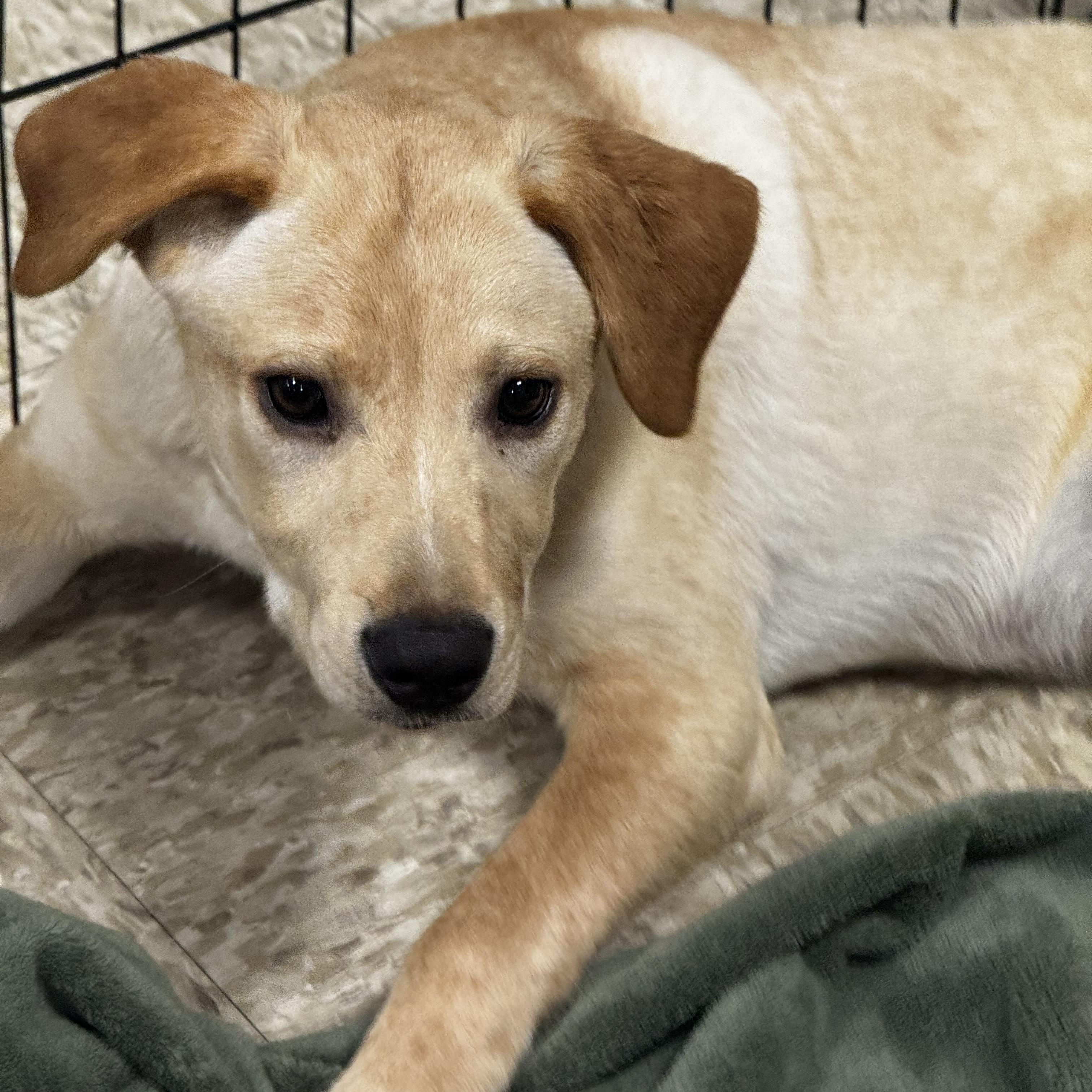 Odin, ADOPTABLE, Puppy Male Yellow Labrador Retriever.