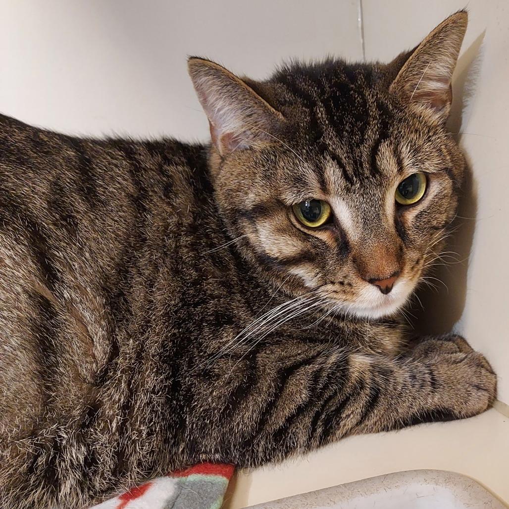 Tuba, Adoptable, Adult Male Domestic Short Hair.