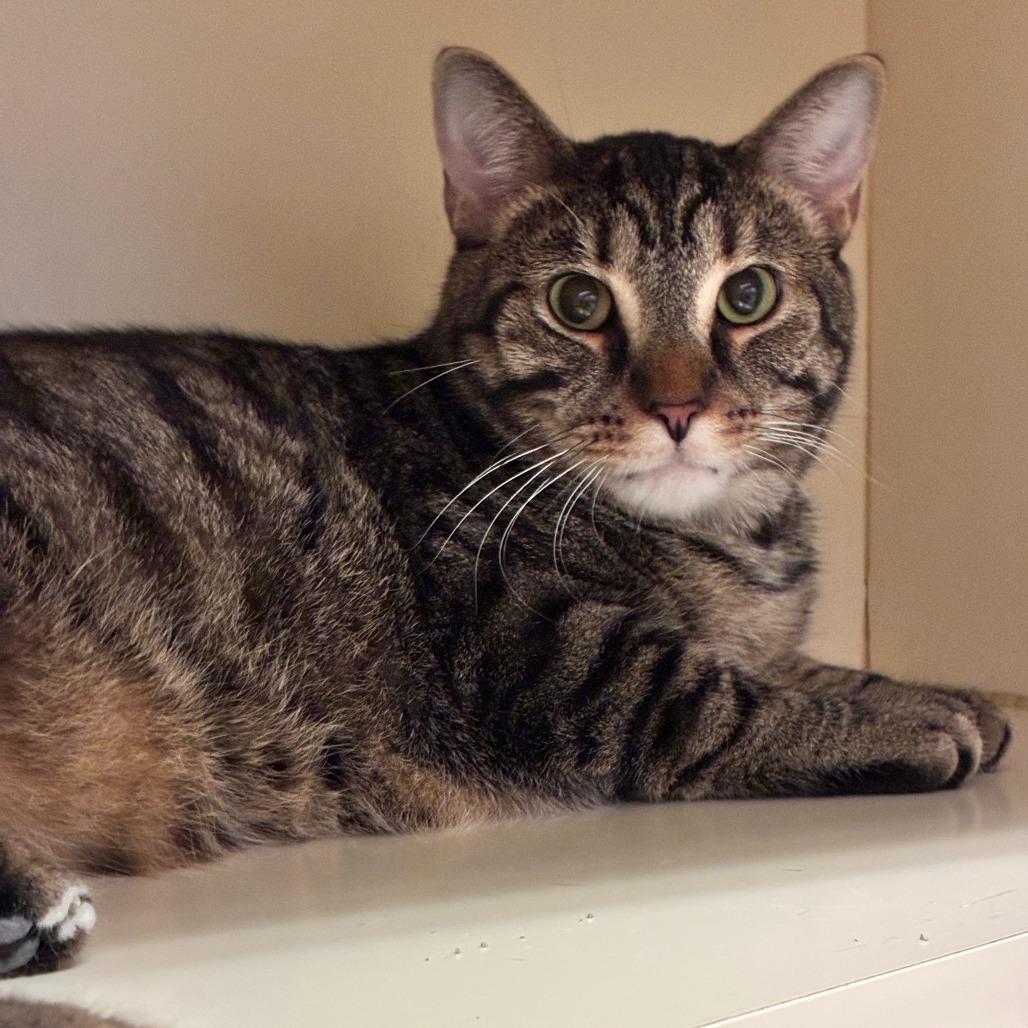 Tuba, a Adoptable Domestic Short Hair in Dayton, OH image 2/4