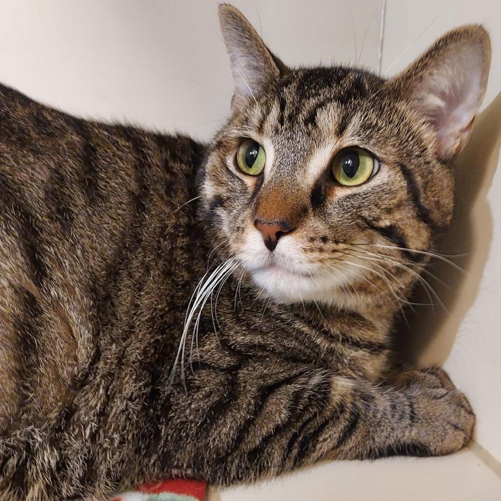 Enlarge Tuba, a Adoptable Domestic Short Hair in Dayton, OH image 2/3