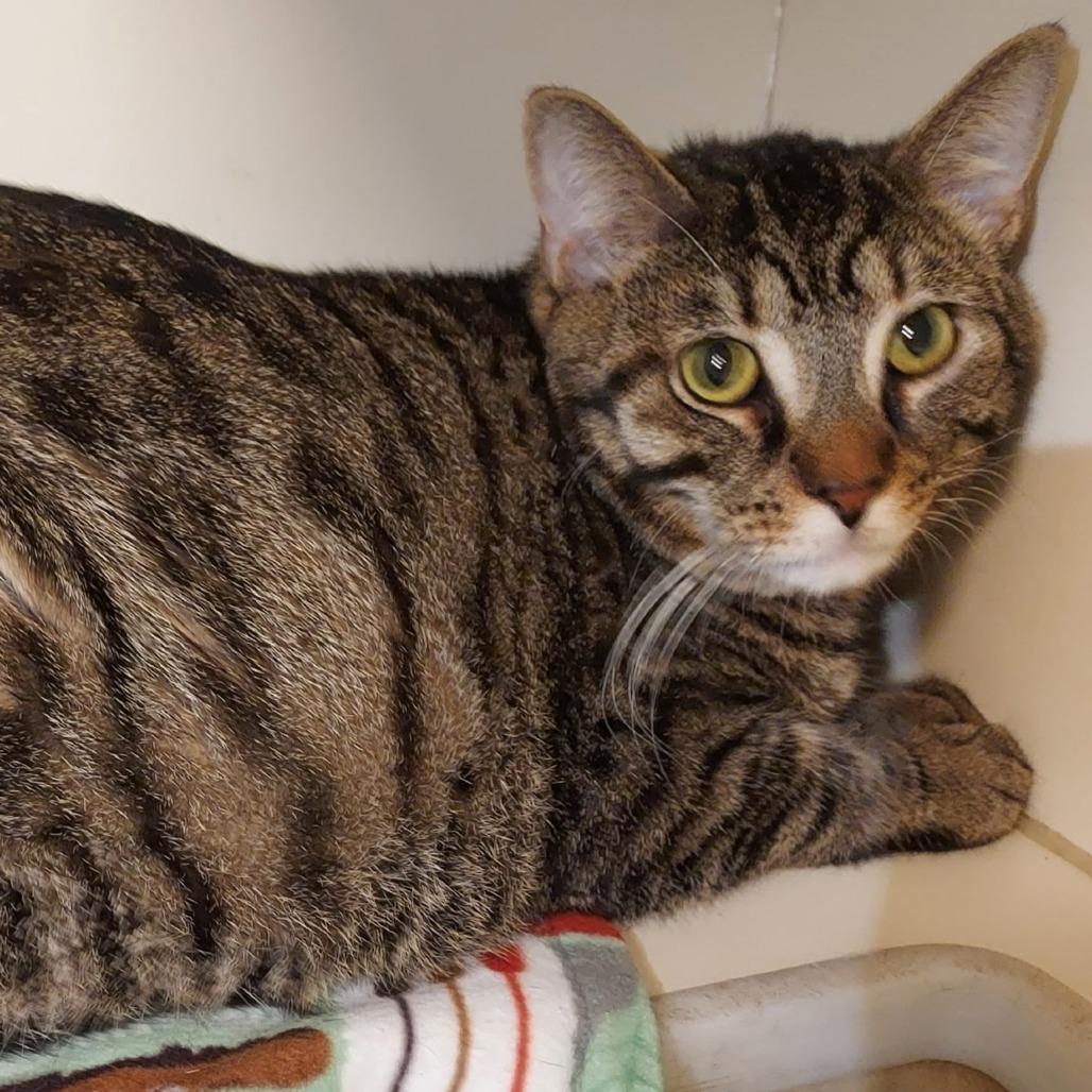 Enlarge Tuba, a Adoptable Domestic Short Hair in Dayton, OH image 3/3