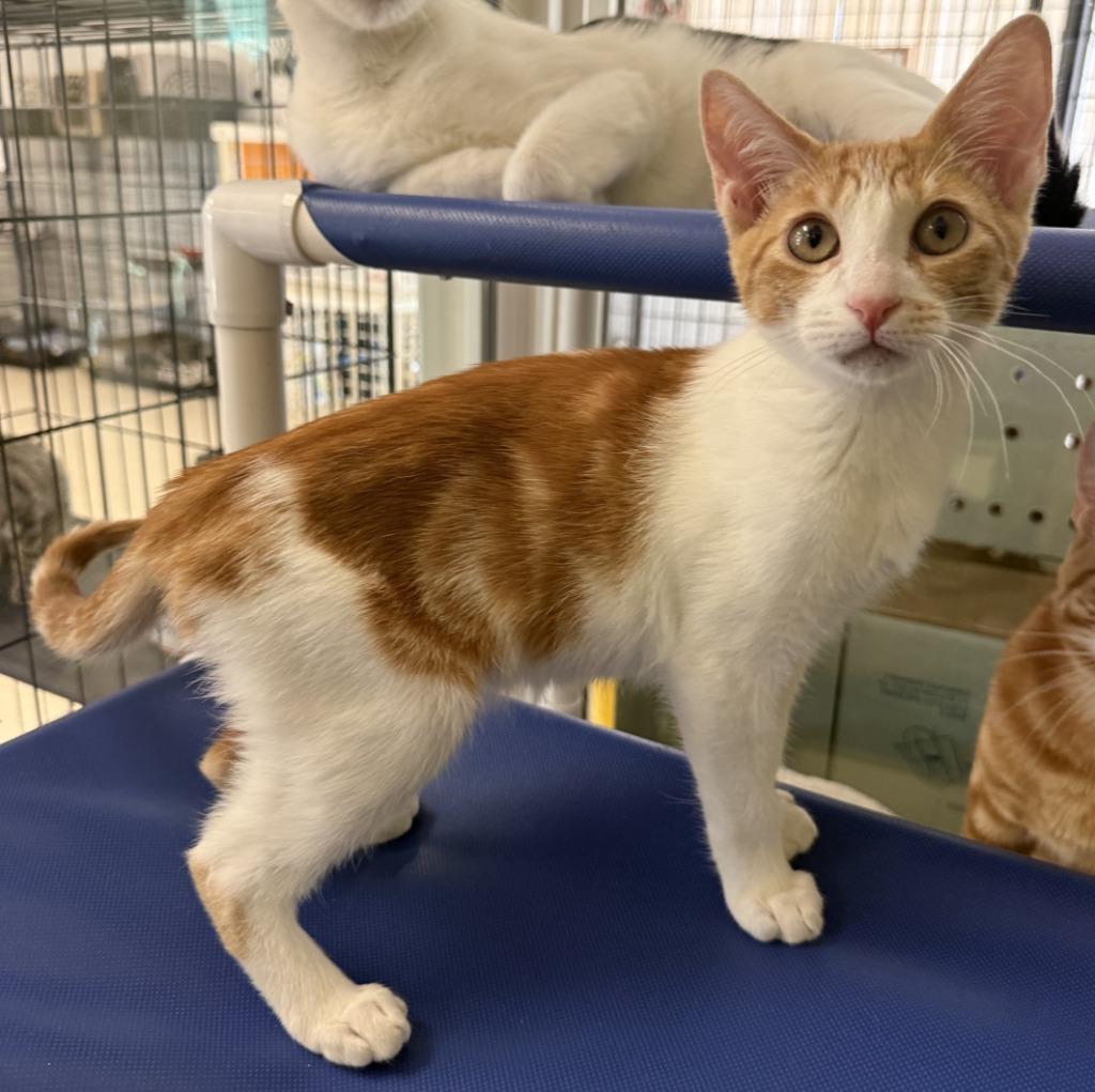 Enlarge Oro, a Adoptable mixed breed in Lemoore, CA image 1/4