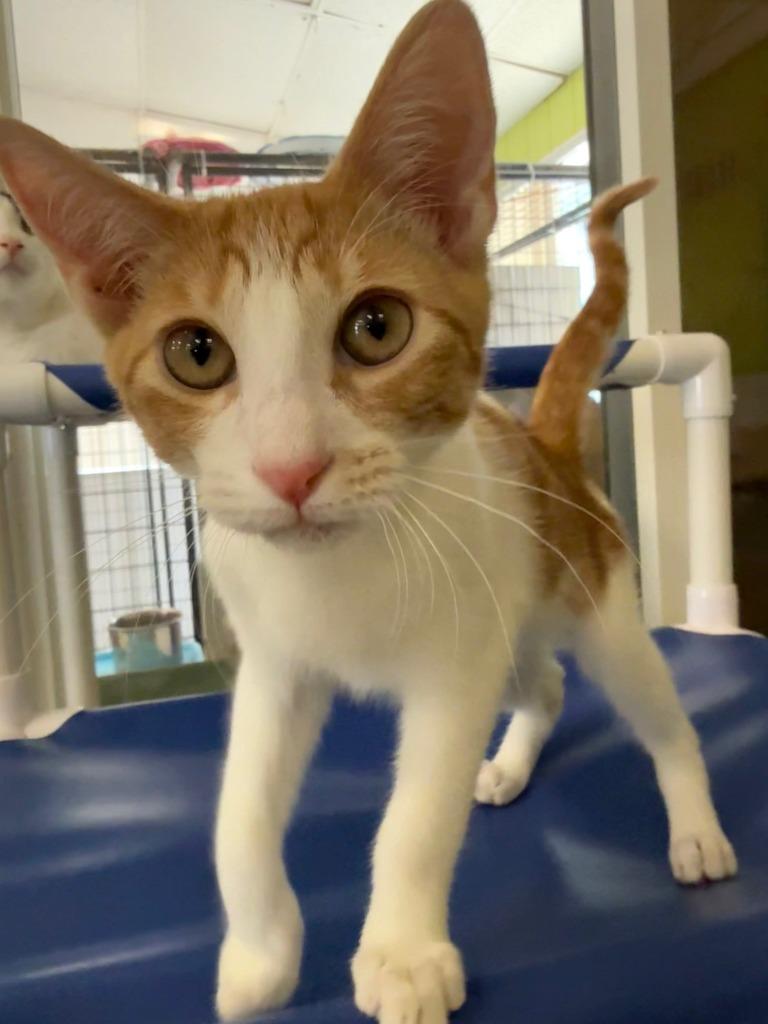 Enlarge Oro, a Adoptable mixed breed in Lemoore, CA image 2/4