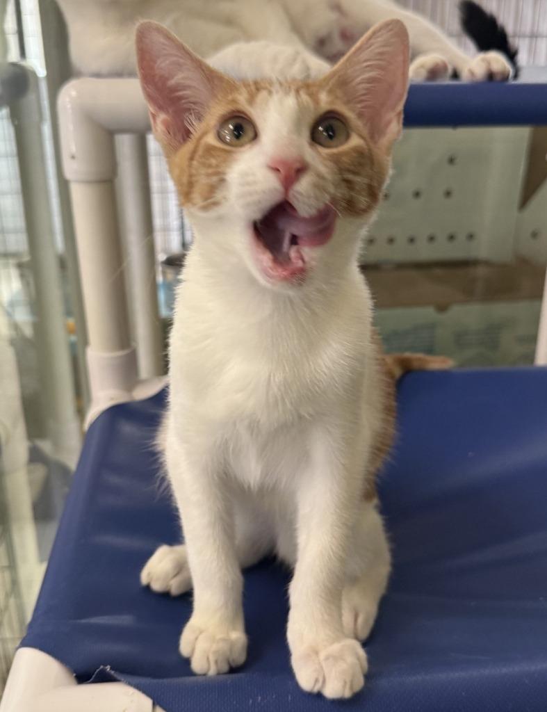 Enlarge Oro, a Adoptable mixed breed in Lemoore, CA image 3/4