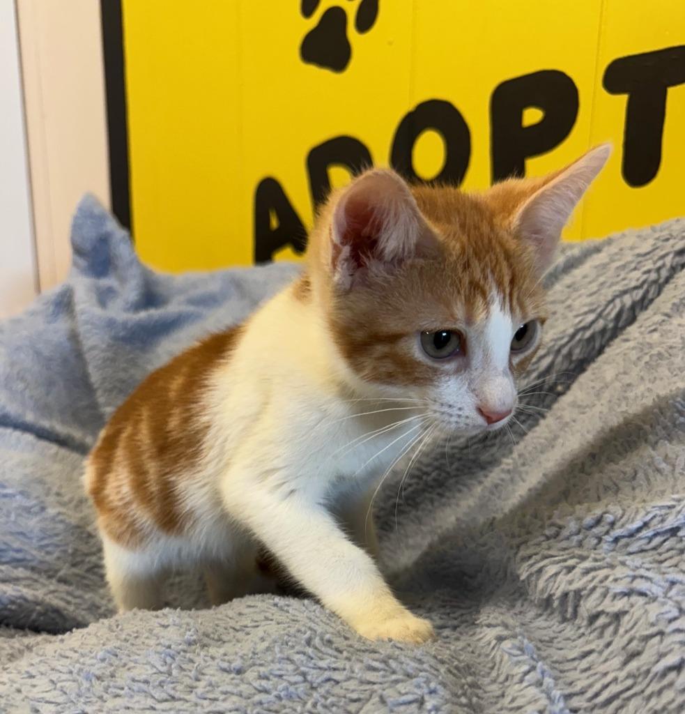 Enlarge Oro, a Adoptable mixed breed in Lemoore, CA image 4/4