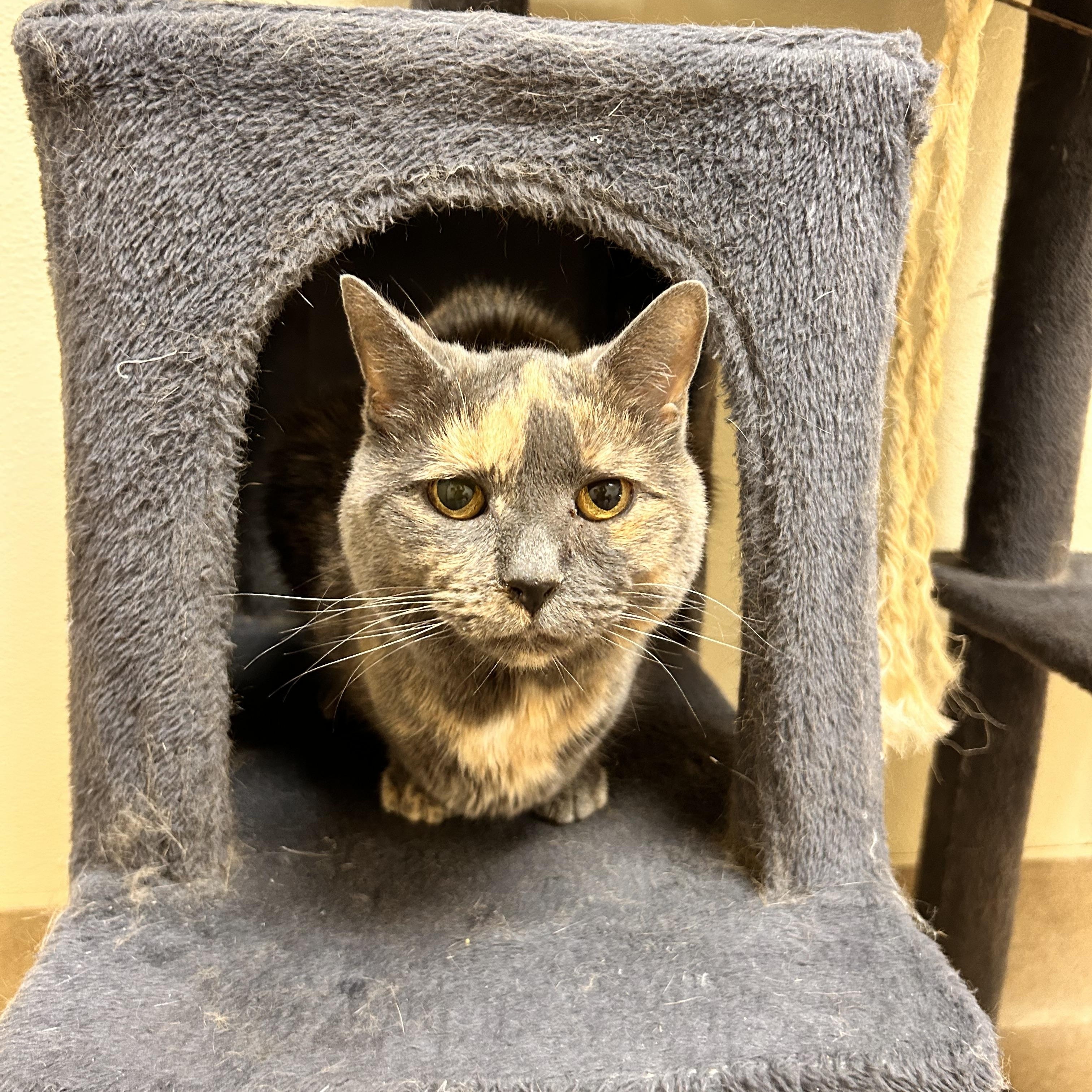 Enlarge Juliette, an adopted Domestic Short Hair in Myerstown, PA image 2/3