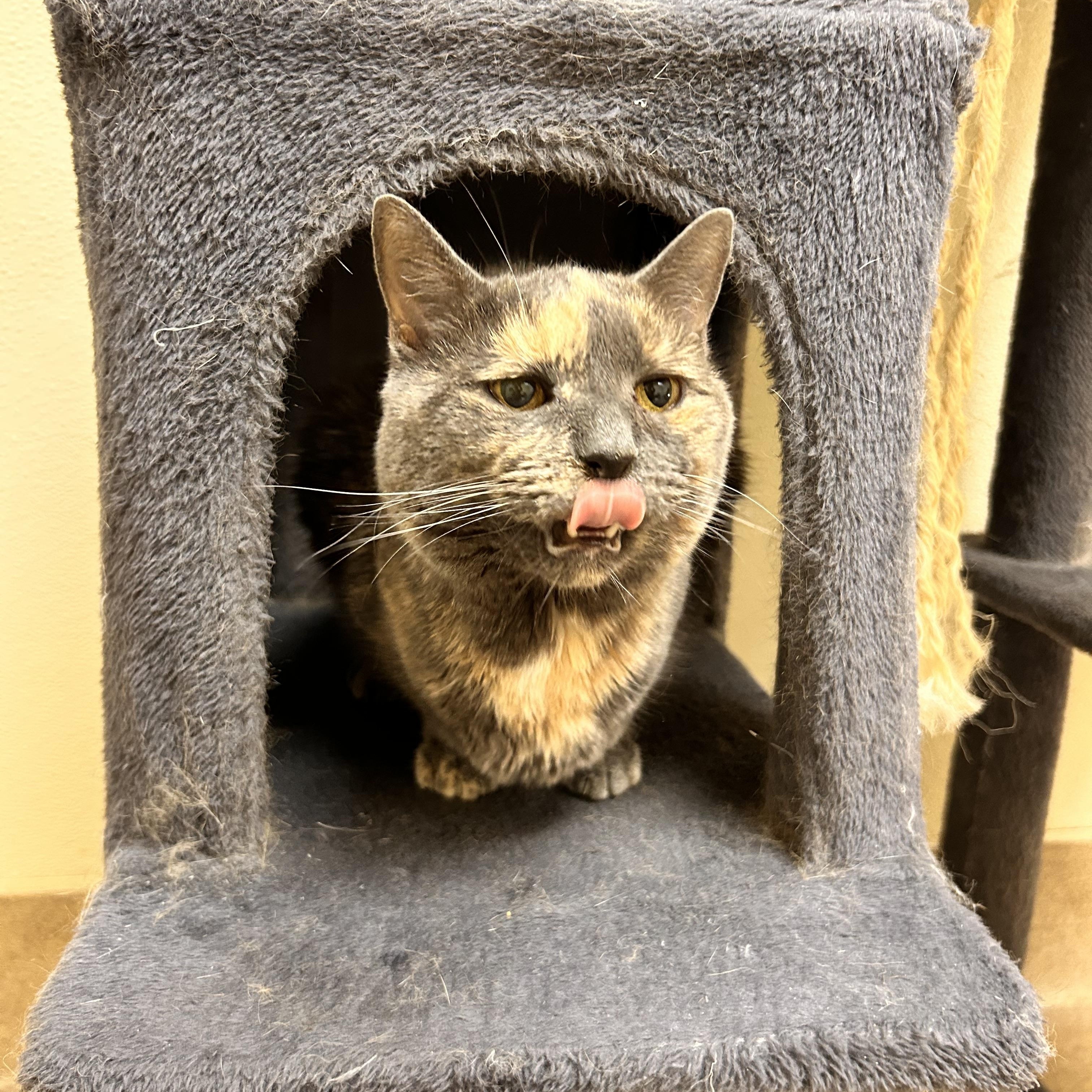 Enlarge Juliette, an adopted Domestic Short Hair in Myerstown, PA image 3/3