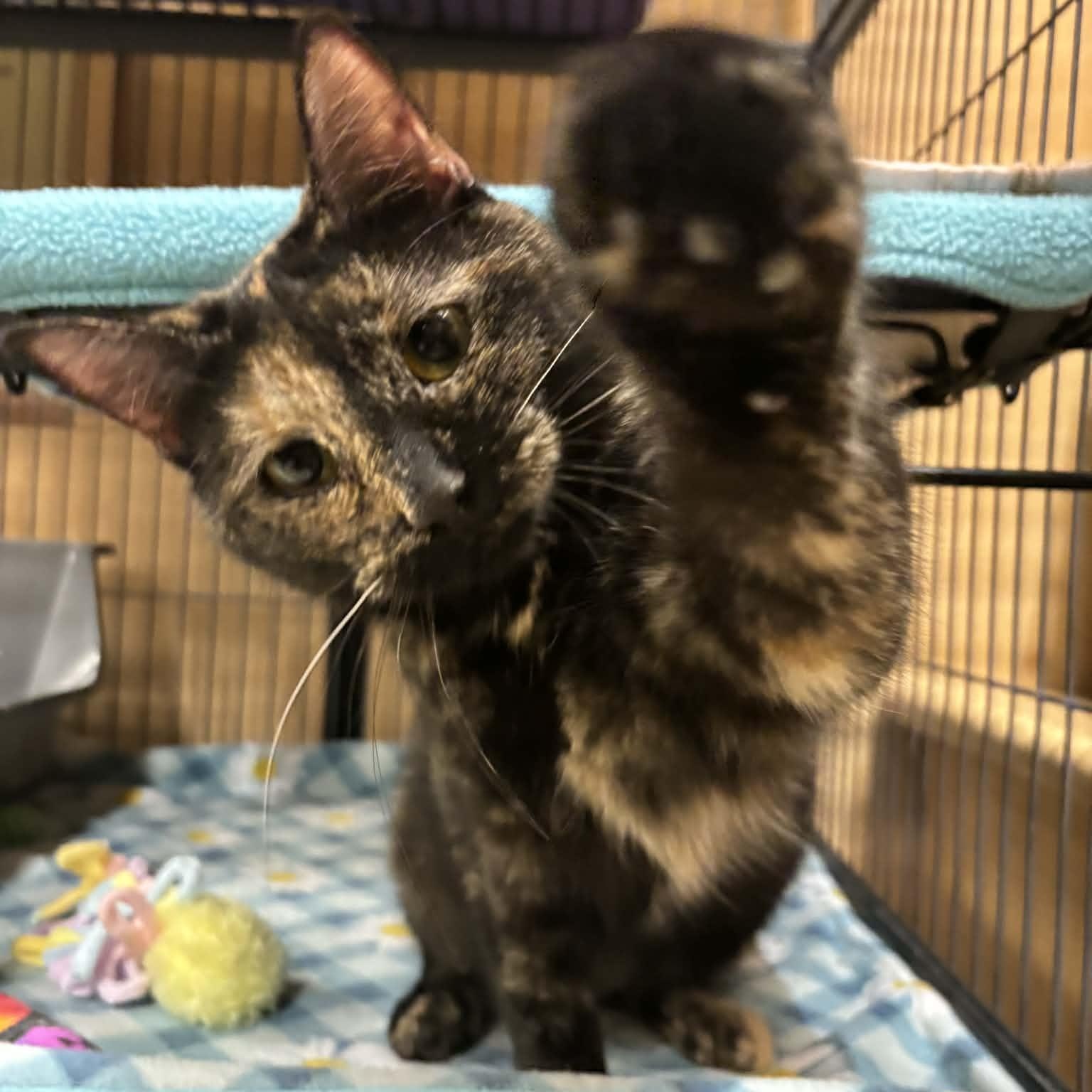 Enlarge Pixie, an adopted Domestic Short Hair in Sewell, NJ image 2/3