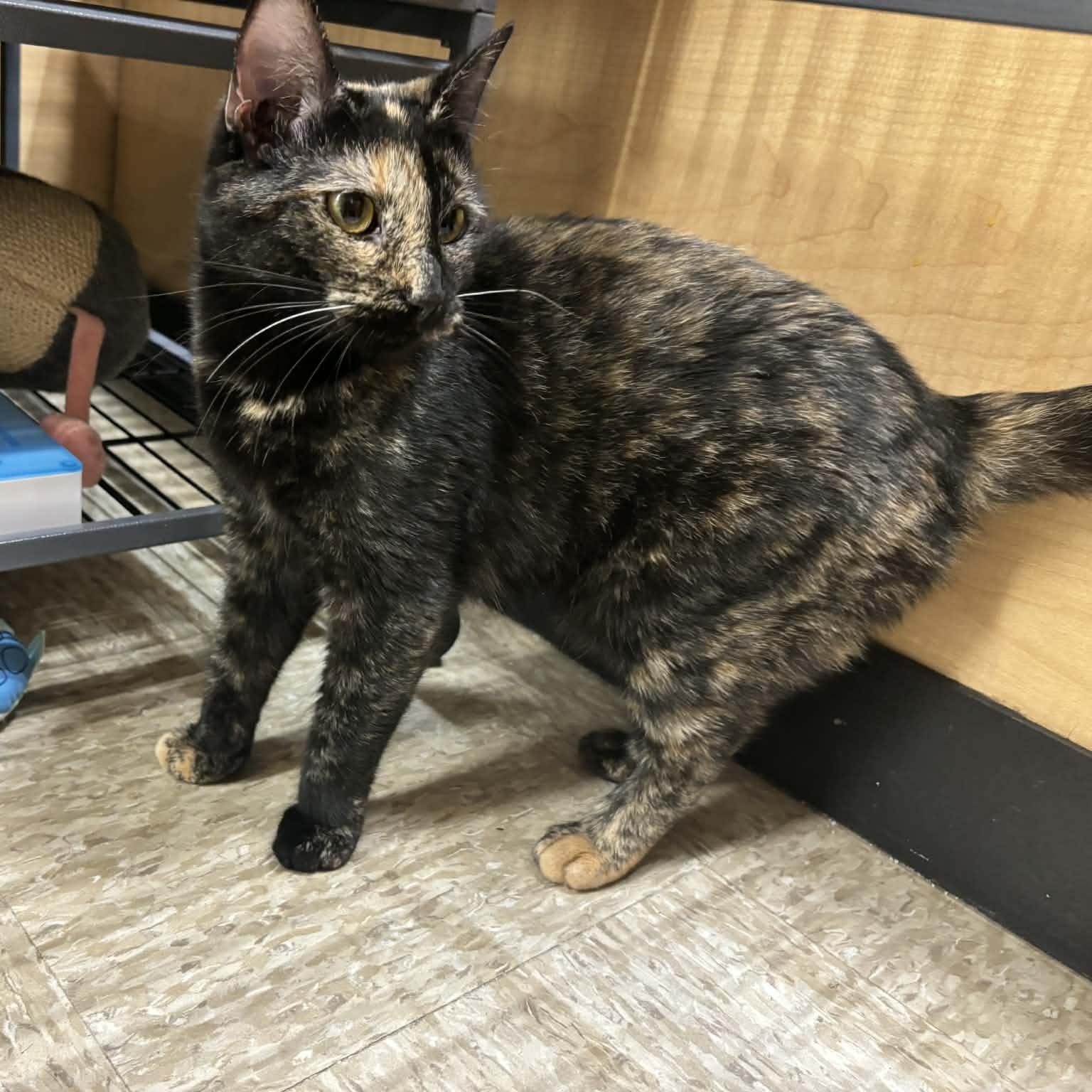 Enlarge Pixie, an adopted Domestic Short Hair in Sewell, NJ image 3/3