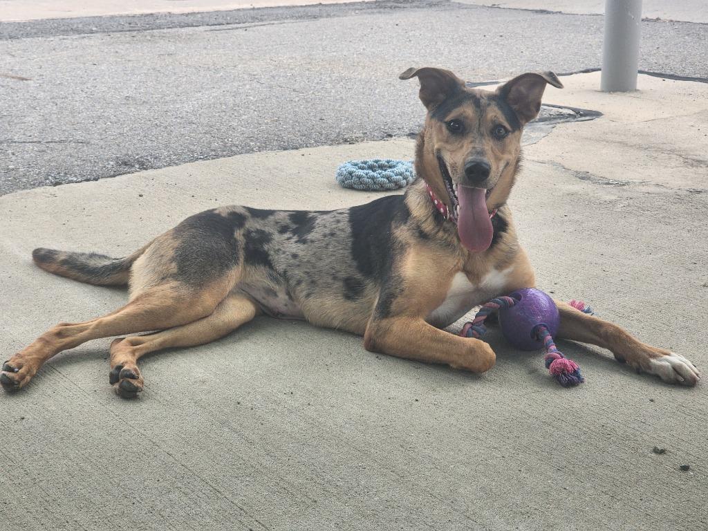 Enlarge Bella, a Adoptable mixed breed in Maumelle, AR image 1/6