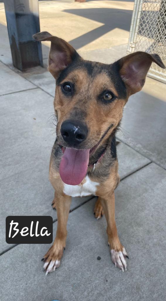 Enlarge Bella, a Adoptable mixed breed in Maumelle, AR image 2/6