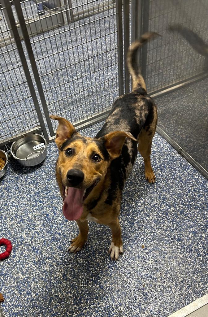 Enlarge Bella, a Adoptable mixed breed in Maumelle, AR image 3/6