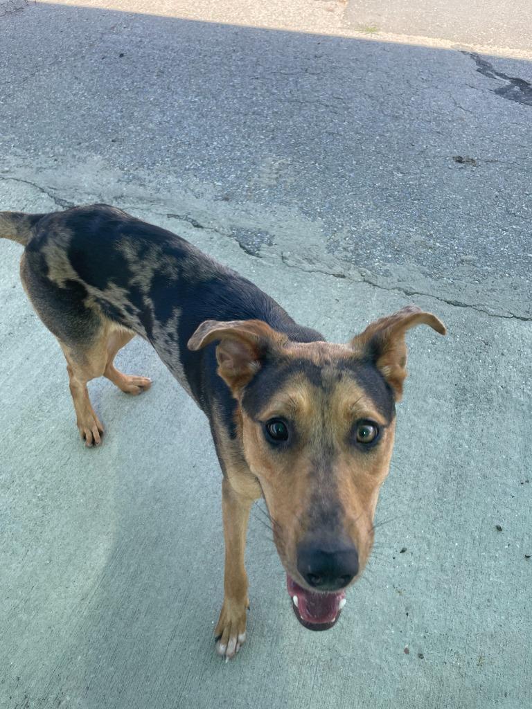 Enlarge Bella, a Adoptable mixed breed in Maumelle, AR image 6/6