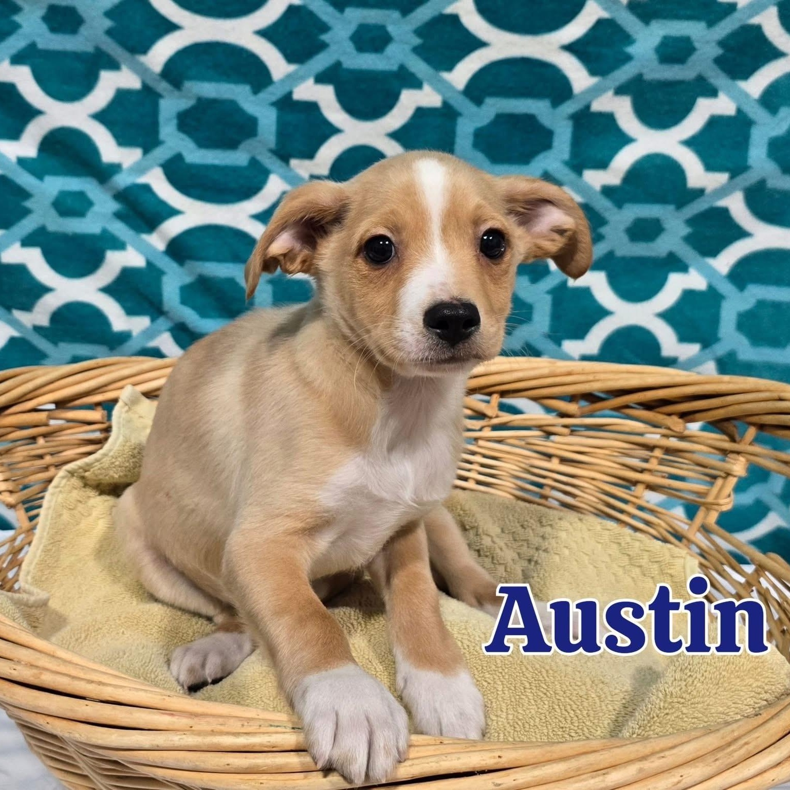 Enlarge Austin, an adopted mixed breed in Joliet, IL image 1/1