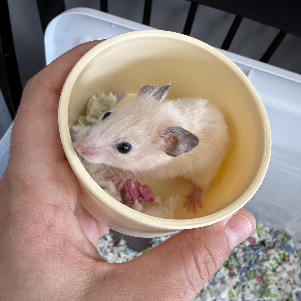 Enlarge Croissant, a Adopted Hamster in Medford, NY image 2/2