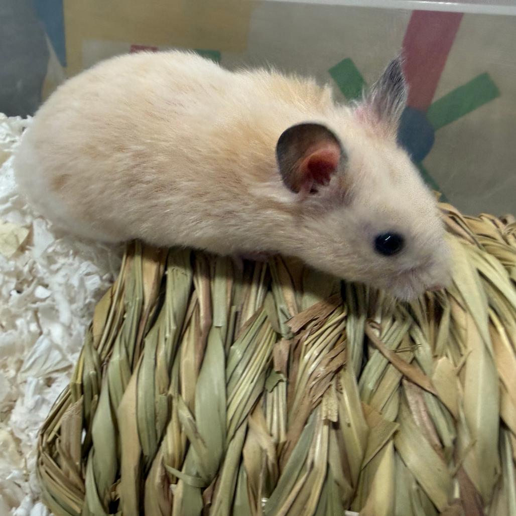 Croissant, Adopted, Young Male Hamster.