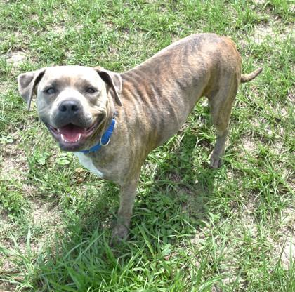 Enlarge Sweet Pea, a ADOPTABLE mixed breed in Inverness, FL image 2/3