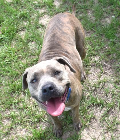 Enlarge Sweet Pea, a ADOPTABLE mixed breed in Inverness, FL image 3/3