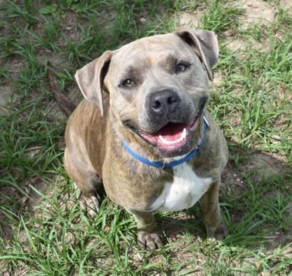 Enlarge Sweet Pea, a ADOPTABLE mixed breed in Inverness, FL image 1/3