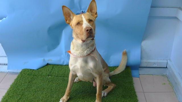 TOMMY, Adoptable, Young Male German Shepherd Dog & Mixed Breed.
