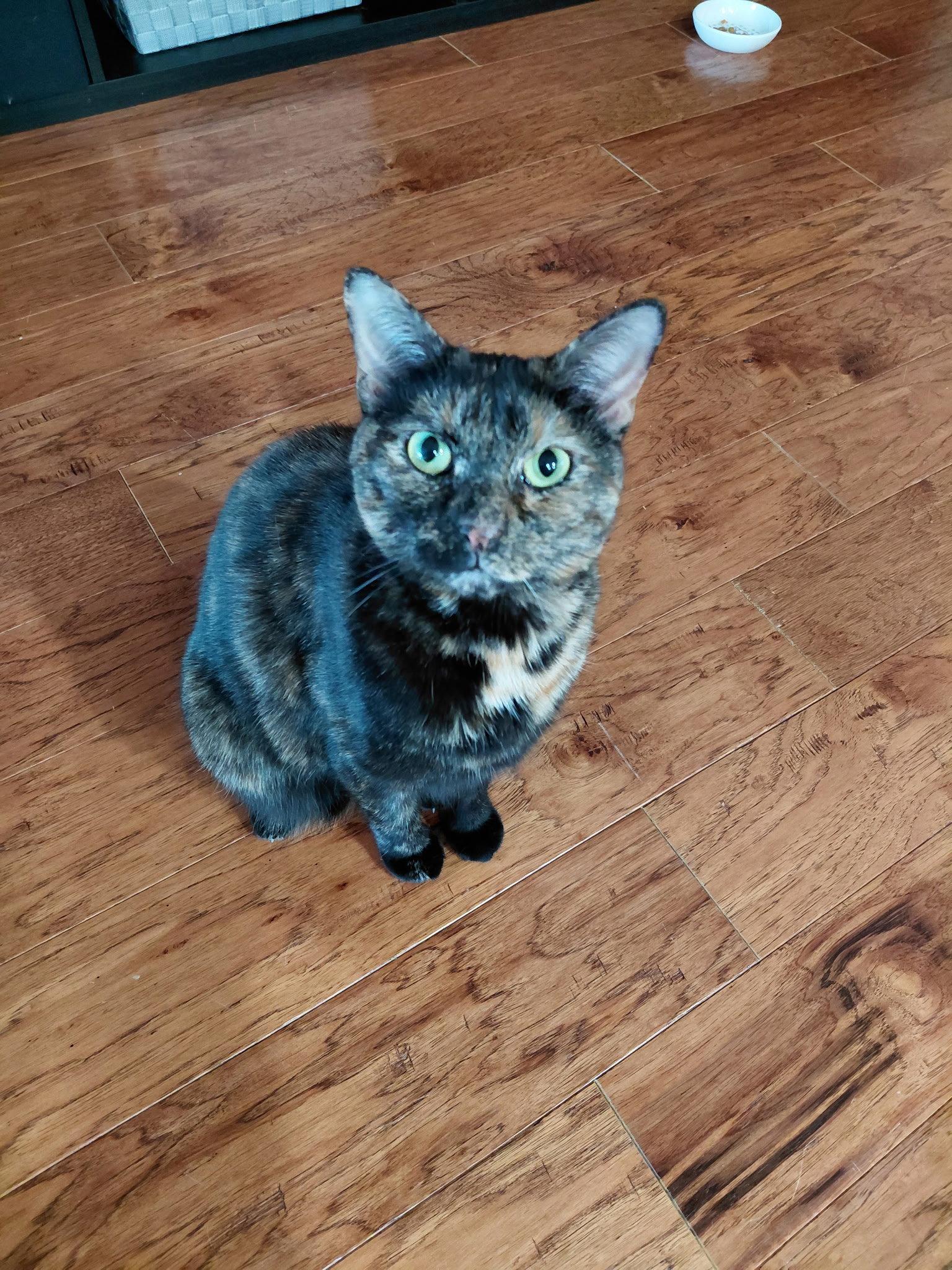 Mysti, Adopted, Adult Female Tortoiseshell & Domestic Short Hair.