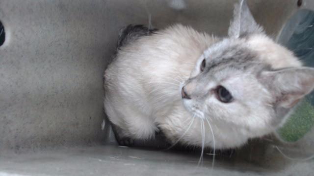 Enlarge BELLA, a Adoptable Domestic Short Hair in Downey, CA image 1/1
