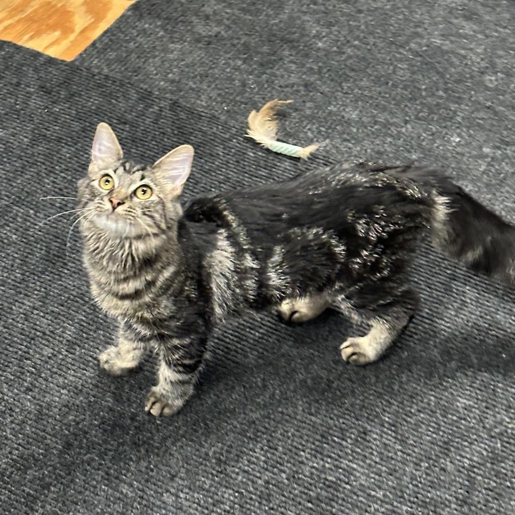 Rosetta, a Adoptable Domestic Short Hair in Opelika, AL image 1/2