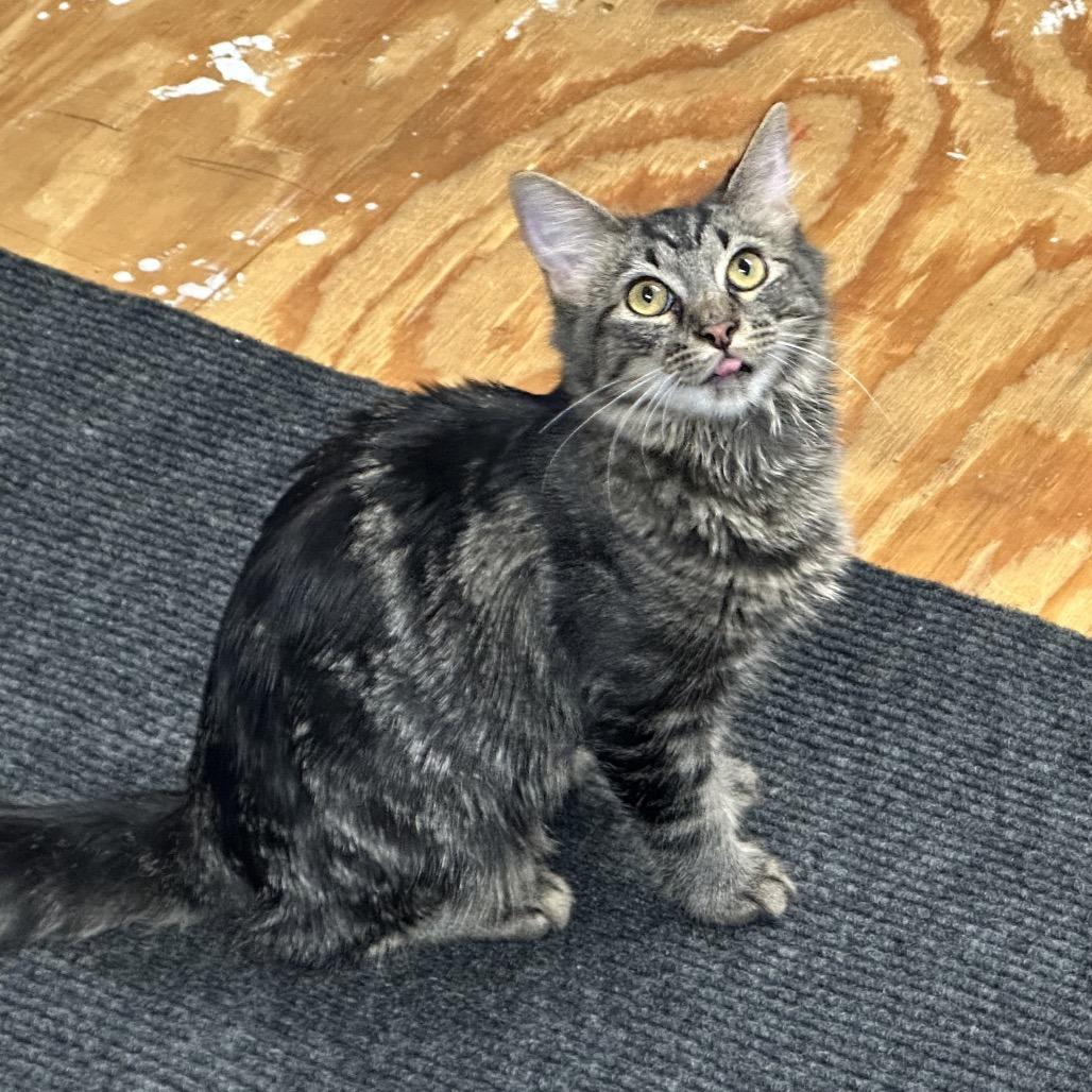 Rosetta, a Adoptable Domestic Short Hair in Opelika, AL image 2/2