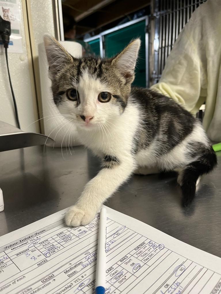 Bob, Adopted, Young Male Domestic Short Hair.