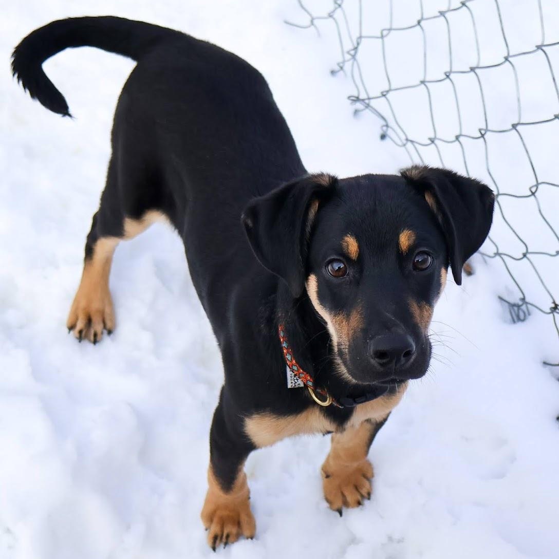 Simon, adopted, Puppy Male Shepherd.
