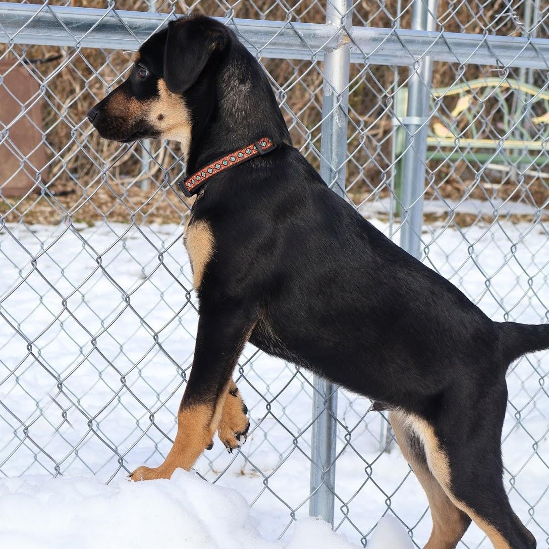 Enlarge Simon, an adopted Shepherd in Hollister, MO image 2/2