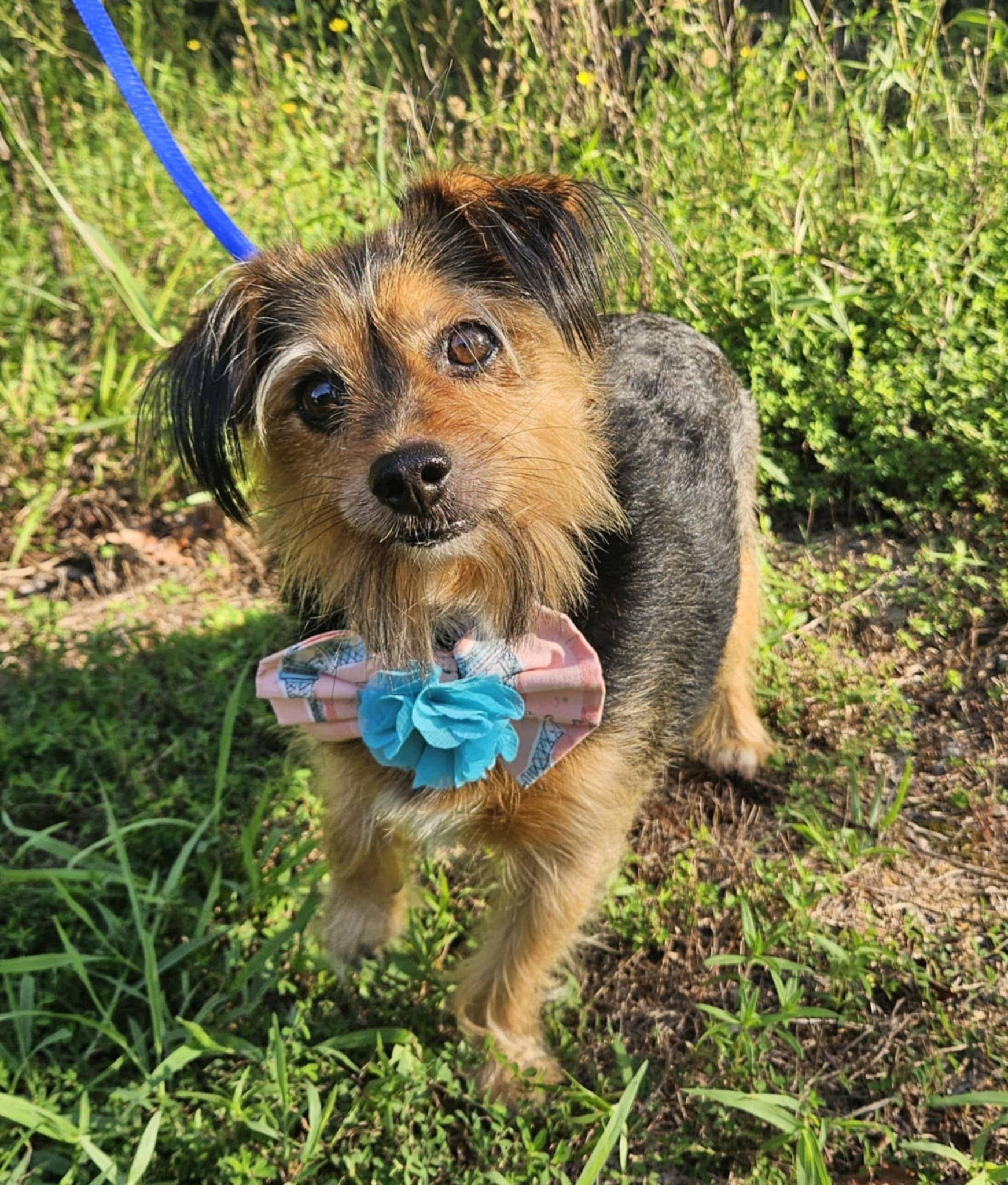 Sassy, ADOPTABLE, Senior Female Yorkshire Terrier.