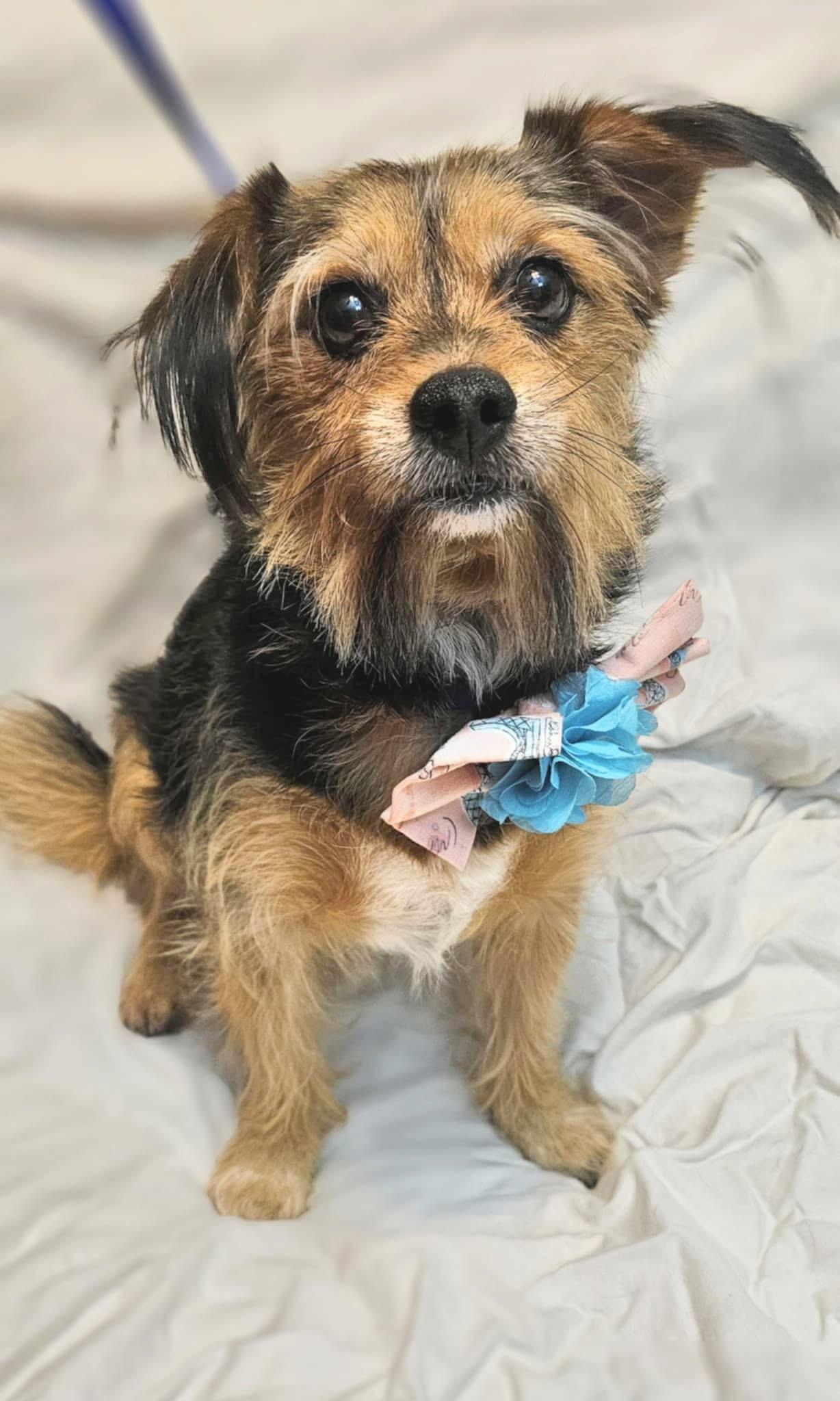 Sassy, a ADOPTABLE mixed breed in Mendham, NJ image 2/3